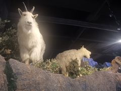 -陕西自然博物馆