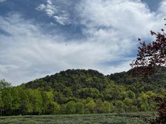 -中国茶叶博物馆(双峰馆区)