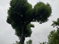 -拙政园