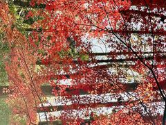 -阿五黄河大鲤鱼(纬三路店)