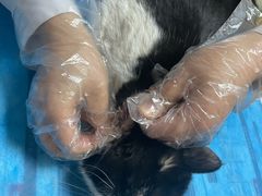 -宠福鑫动物医院(城北分院)