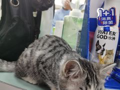 -北京赛佳动物医院