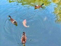 -莲花池公园