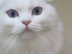 -喵宠乐园·撸猫互动·猫舍