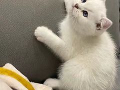 -客栈猫舍(中央北路店)