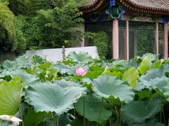 -莲湖公园