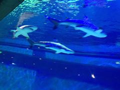 -成都浩海立方海洋公园