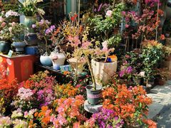 -溪岸路花鸟市场