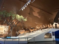 -贝林大翅鲸简餐厅(国家海洋博物馆店)