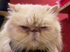 -猫色咖啡·猫咖