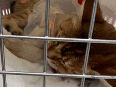 -纳吉亚猫专科动物诊疗中心(蒋宅口分院)