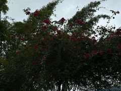 -野象谷景区