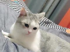 -瑞派宠物医院·中兽医专科(中央商城分院)