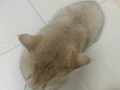 -博特宠物医院24h犬猫全科.骨科·异宠