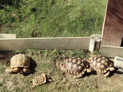 -广东惠东海龟国家级自然保护区