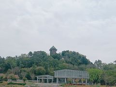 -王借岗森林公园