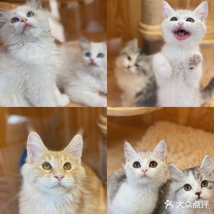 ❗️西安首家独栋别墅猫咖❗️🐈大唐御猫馆🎀
