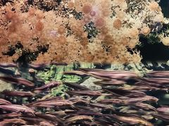 -珠海长隆海洋王国