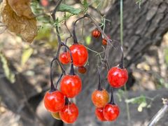 -北京西山国家森林公园