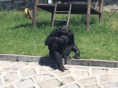 -哈尔滨北方森林动物园