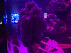 -暹罗海洋世界