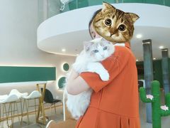 -飞行喵MR PILOT|猫舍·猫咖(静安大融城店)