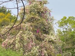 -深圳国际园林花卉博览园