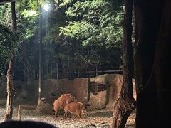 -清迈夜间动物园