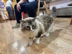 -白兔子密室(长寿路店)