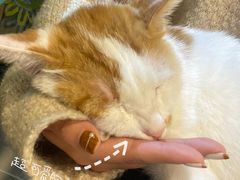 -平行世界·猫咖(首经贸店)