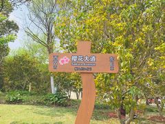 -顾村公园