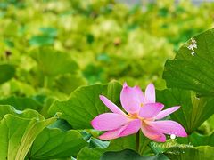 -莲花池公园