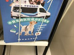 -申普宠物医院·心脏介入·心血管微创(总院)