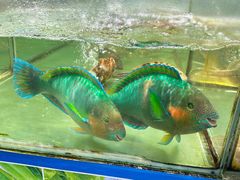 -聚鲜阁海鲜美食城(香水湾店)