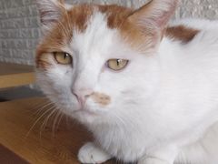 -平行世界·猫咖(首经贸店)