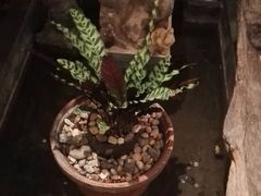 -旅马餐厅(茅家埠店)