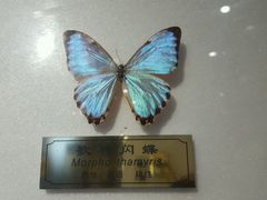 -上海昆虫博物馆