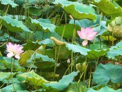 -荔湾湖公园