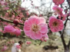 -南京市江宁方山