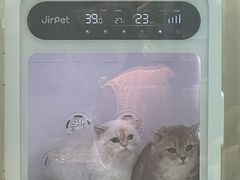 -momokira米努特·德文卷毛猫·棉花面纱犬