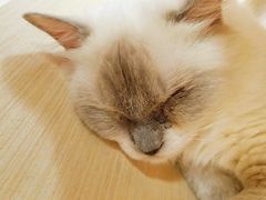-猫和宫(六道口店)