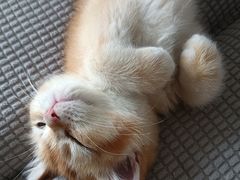 -猫十亿·布偶金渐层·曼基康矮脚猫舍(青年路店)