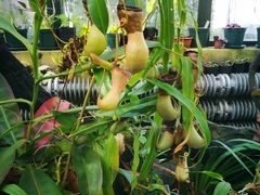 -国家植物园南园