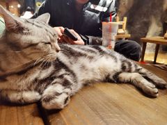 -猫猫幼稚园·撸猫·桌游·电玩