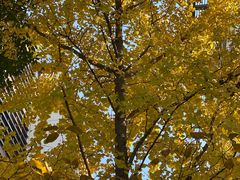 -上海园林（集团）有限公司总部办公楼