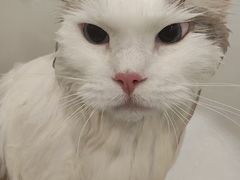 -老吴的猫·猫舍(新区店)