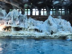 -帝企鹅自助餐厅•儿童岛•真企鹅(长隆企鹅酒店)