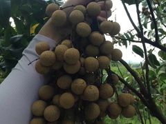 -从化深英荔枝黄皮龙眼采摘园