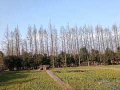 -上海长兴岛郊野公园