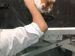 -帕帕拉兹宠物(亚洲旗舰店)